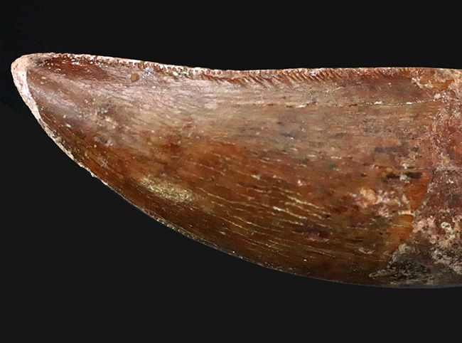 化石セブンが自信をもっておすすめする、厳選コレクショングレード標本、美形、カルカロドントサウルス（Carcharodontosaurus saharicus）の歯化石（その6）