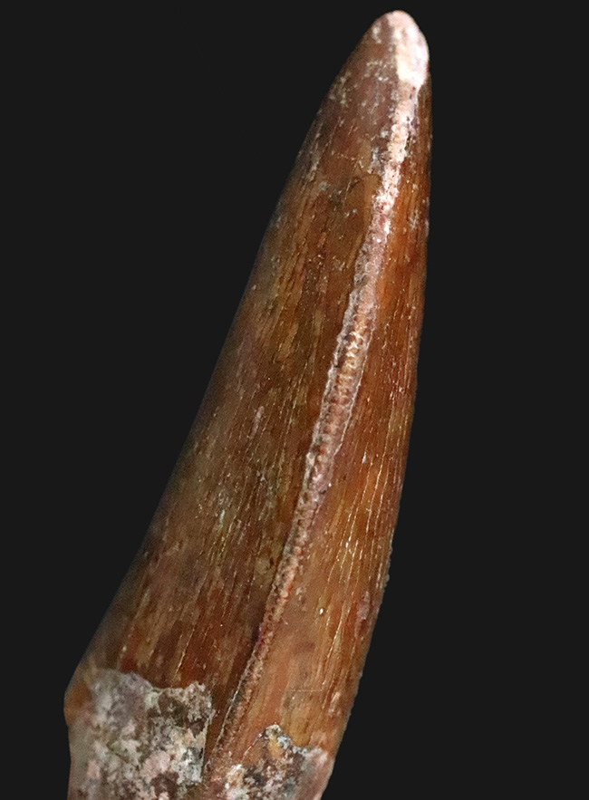 化石セブンが自信をもっておすすめする、厳選コレクショングレード標本、美形、カルカロドントサウルス（Carcharodontosaurus saharicus）の歯化石（その7）