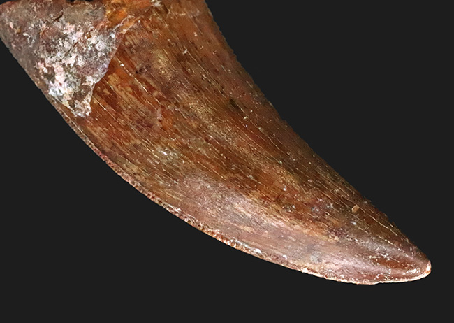 化石セブンが自信をもっておすすめする、厳選コレクショングレード標本、美形、カルカロドントサウルス（Carcharodontosaurus saharicus）の歯化石（その8）