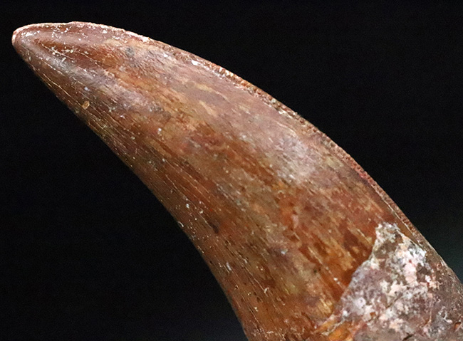 化石セブンが自信をもっておすすめする、厳選コレクショングレード標本、美形、カルカロドントサウルス（Carcharodontosaurus saharicus）の歯化石（その9）