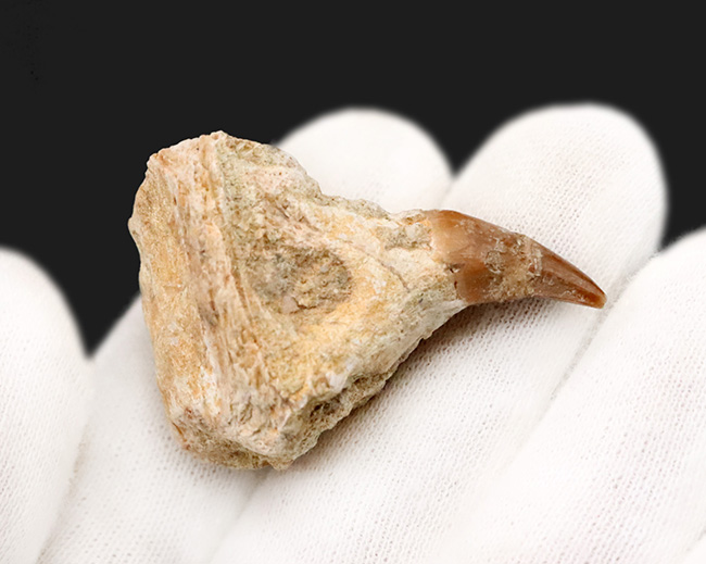 【歯根・顎骨付き】白亜紀の王者モササウルス（Mosasaurus）の歯化石：鋭いカーブと顎骨にご注目！（その3）