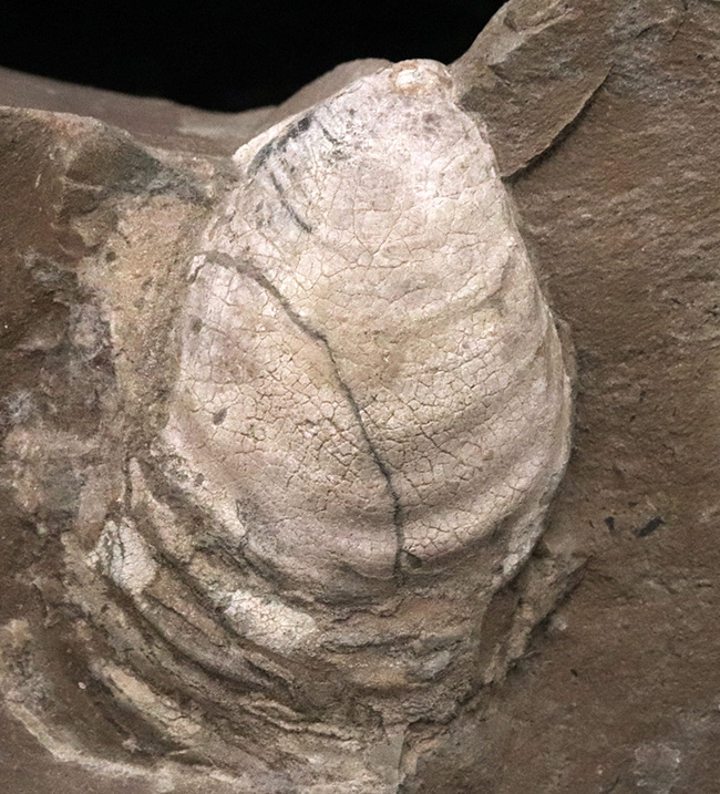 絵画のような配置が美しい、北海道白亜紀層を代表する二枚貝、イノセラムス（Inoceramus）の化石（その1）