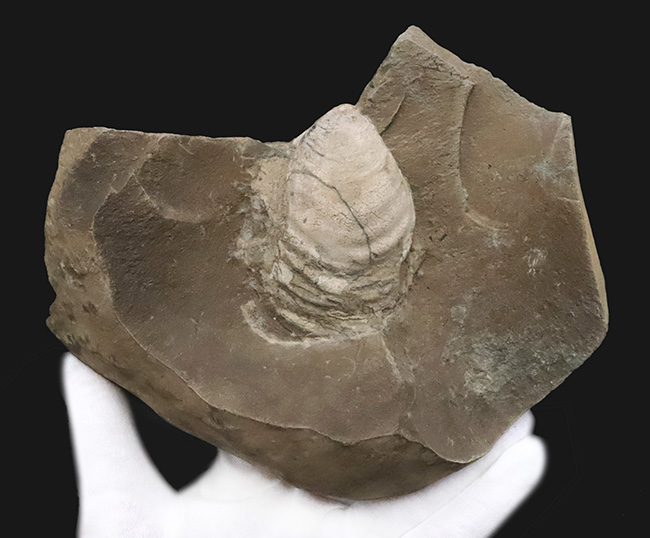 絵画のような配置が美しい、北海道白亜紀層を代表する二枚貝、イノセラムス（Inoceramus）の化石（その2）