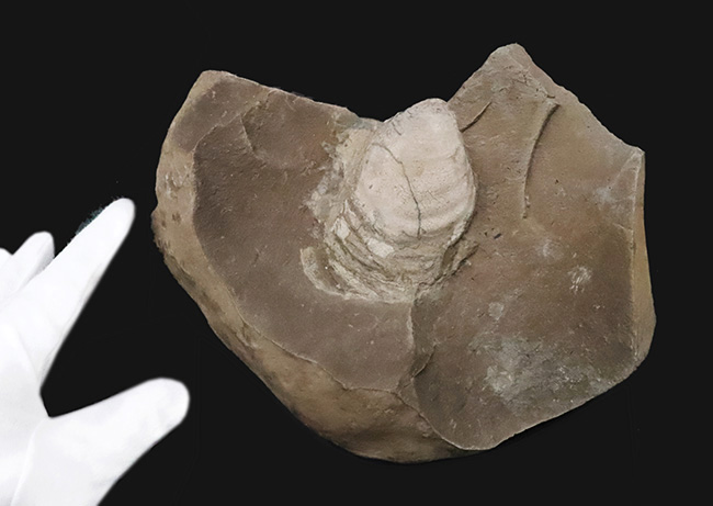 絵画のような配置が美しい、北海道白亜紀層を代表する二枚貝、イノセラムス（Inoceramus）の化石（その3）