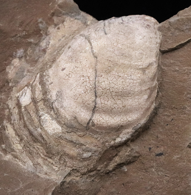 絵画のような配置が美しい、北海道白亜紀層を代表する二枚貝、イノセラムス（Inoceramus）の化石（その4）