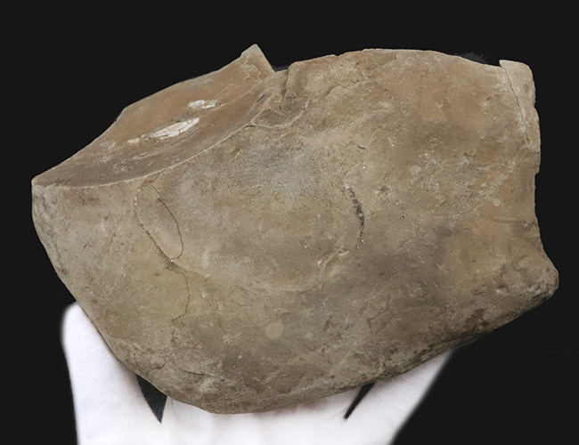絵画のような配置が美しい、北海道白亜紀層を代表する二枚貝、イノセラムス（Inoceramus）の化石（その5）