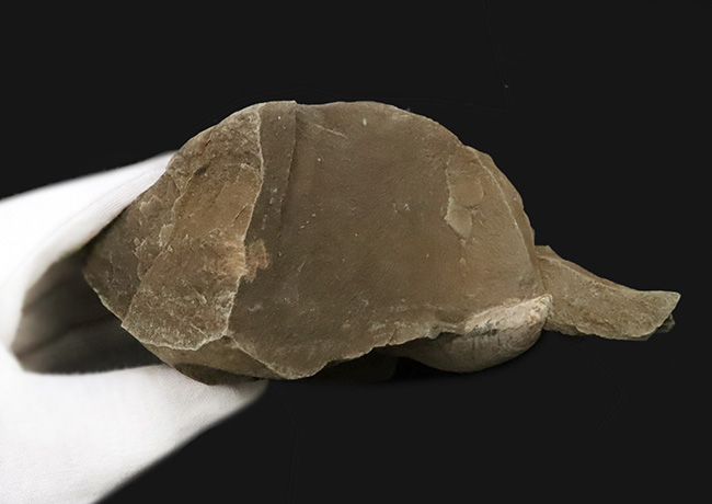 絵画のような配置が美しい、北海道白亜紀層を代表する二枚貝、イノセラムス（Inoceramus）の化石（その6）