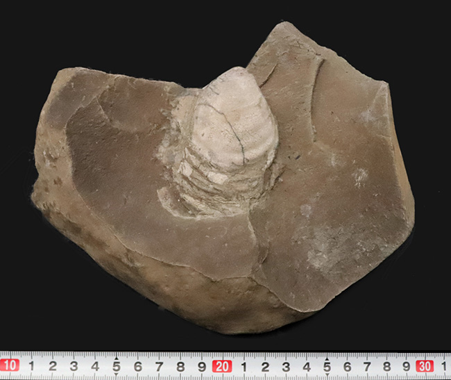 絵画のような配置が美しい、北海道白亜紀層を代表する二枚貝、イノセラムス（Inoceramus）の化石（その7）