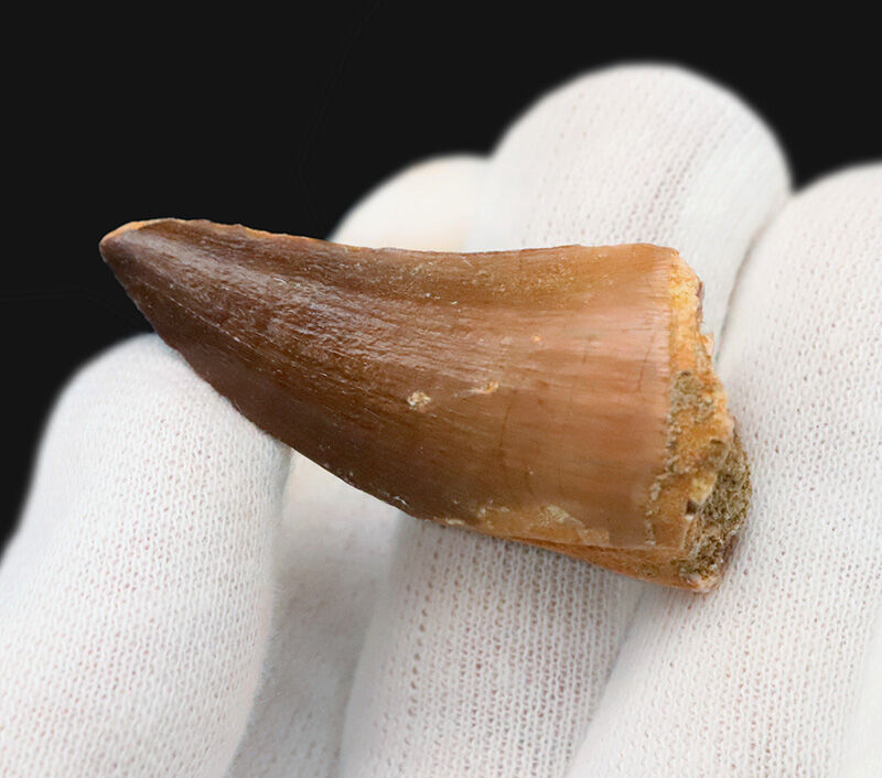 【美プロポーション】先端まで保存された美しい一本、モササウルス（Mosasaurus）の歯化石（その3）