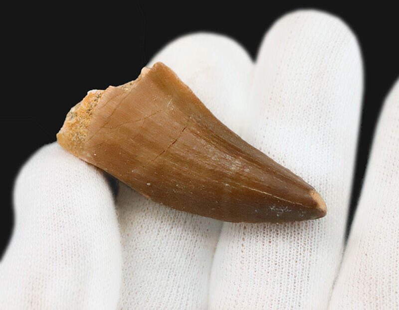 【美プロポーション】先端まで保存された美しい一本、モササウルス（Mosasaurus）の歯化石（その4）