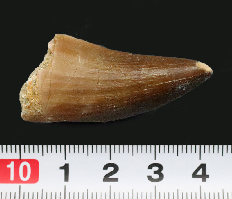【美プロポーション】先端まで保存された美しい一本、モササウルス（Mosasaurus）の歯化石（その7）