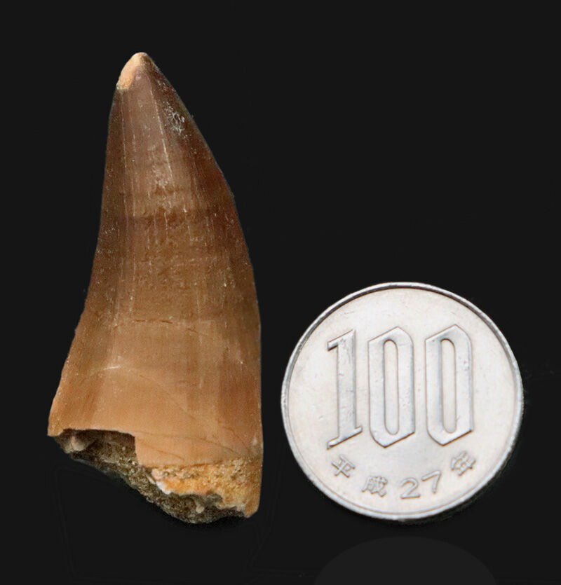 【美プロポーション】先端まで保存された美しい一本、モササウルス（Mosasaurus）の歯化石（その8）