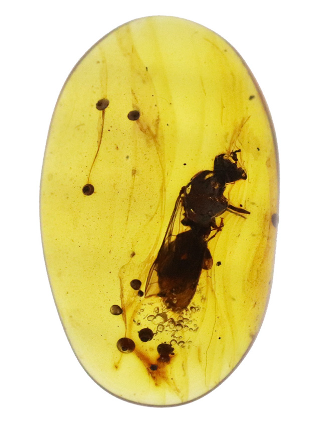 まれに見るビッグサイズの羽アリを内包した、恐竜時代の琥珀・バーマイト（Burmite）（その1）