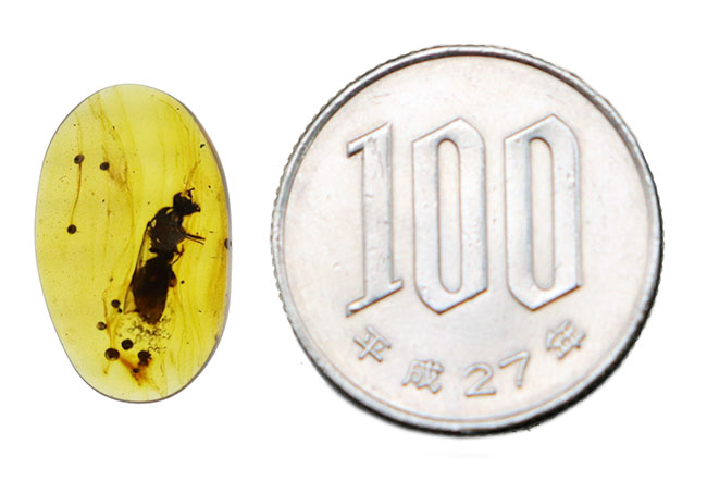 まれに見るビッグサイズの羽アリを内包した、恐竜時代の琥珀・バーマイト（Burmite）（その11）