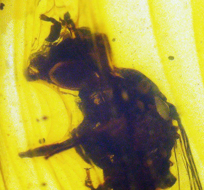 まれに見るビッグサイズの羽アリを内包した、恐竜時代の琥珀・バーマイト（Burmite）（その3）