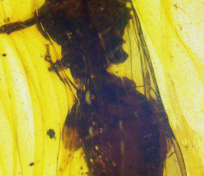 まれに見るビッグサイズの羽アリを内包した、恐竜時代の琥珀・バーマイト（Burmite）（その4）