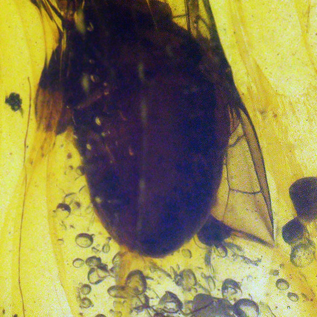 まれに見るビッグサイズの羽アリを内包した、恐竜時代の琥珀・バーマイト（Burmite）（その5）