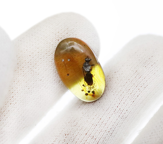 まれに見るビッグサイズの羽アリを内包した、恐竜時代の琥珀・バーマイト（Burmite）（その6）