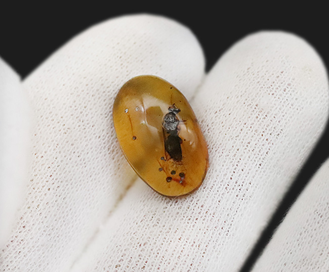 まれに見るビッグサイズの羽アリを内包した、恐竜時代の琥珀・バーマイト（Burmite）（その7）