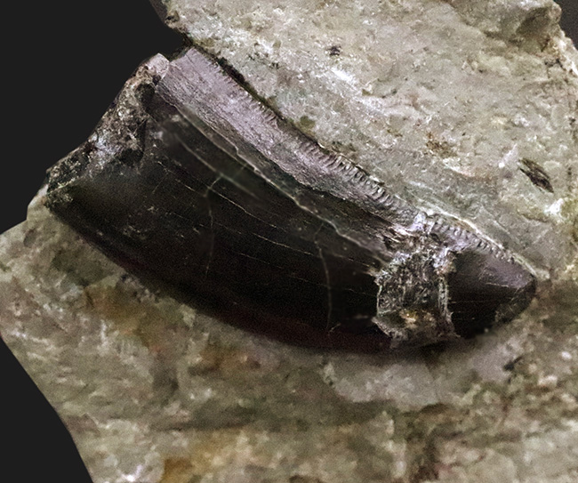 獣脚類化石コレクターのマストアイテム！モリソンブラックをまとった、極めて美しい、アロサウルス・フラギリス（Allosaurus fragilis）の母岩付き歯化石（その1）