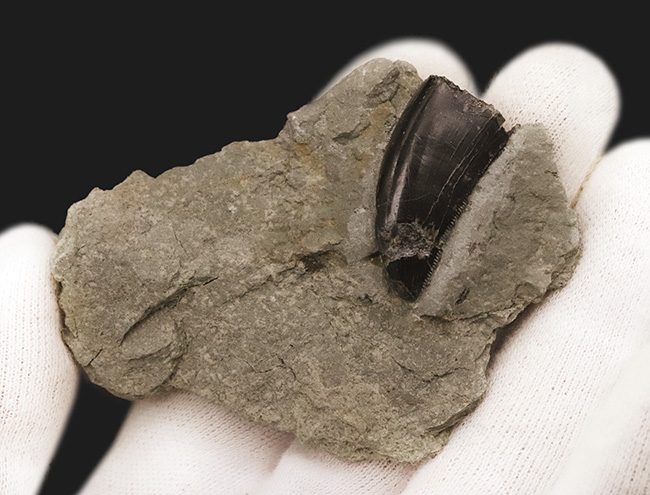 獣脚類化石コレクターのマストアイテム！モリソンブラックをまとった、極めて美しい、アロサウルス・フラギリス（Allosaurus fragilis）の母岩付き歯化石（その2）