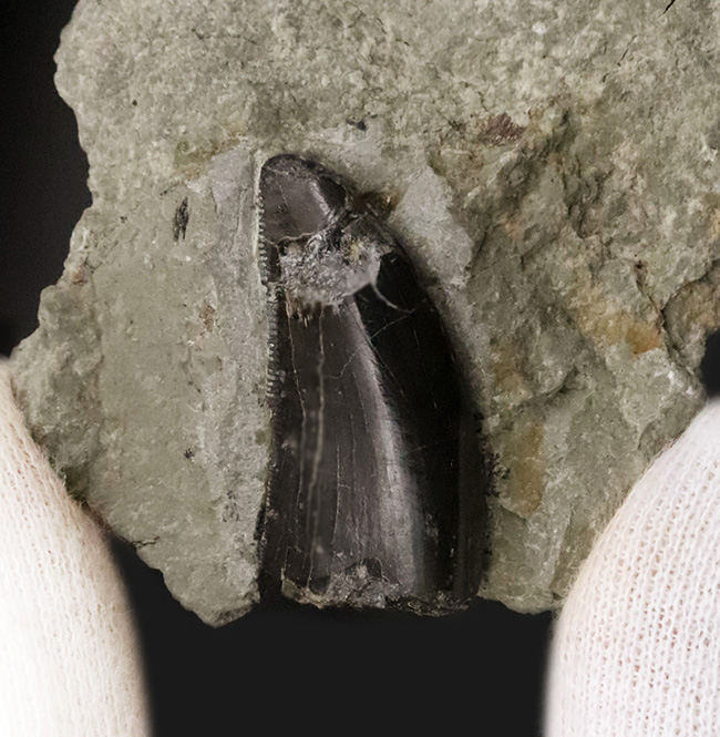 獣脚類化石コレクターのマストアイテム！モリソンブラックをまとった、極めて美しい、アロサウルス・フラギリス（Allosaurus fragilis）の母岩付き歯化石（その3）