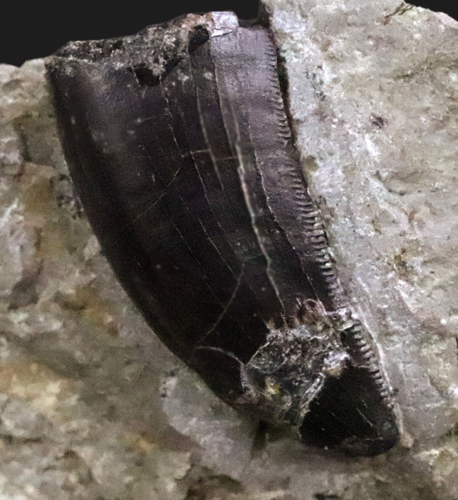 獣脚類化石コレクターのマストアイテム！モリソンブラックをまとった、極めて美しい、アロサウルス・フラギリス（Allosaurus fragilis）の母岩付き歯化石（その4）