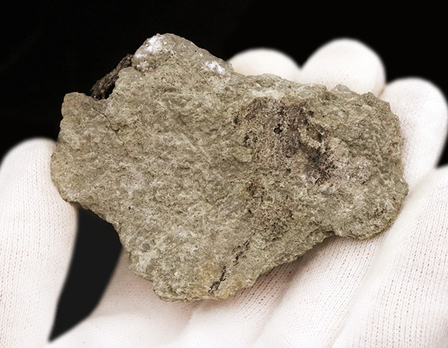 獣脚類化石コレクターのマストアイテム！モリソンブラックをまとった、極めて美しい、アロサウルス・フラギリス（Allosaurus fragilis）の母岩付き歯化石（その5）