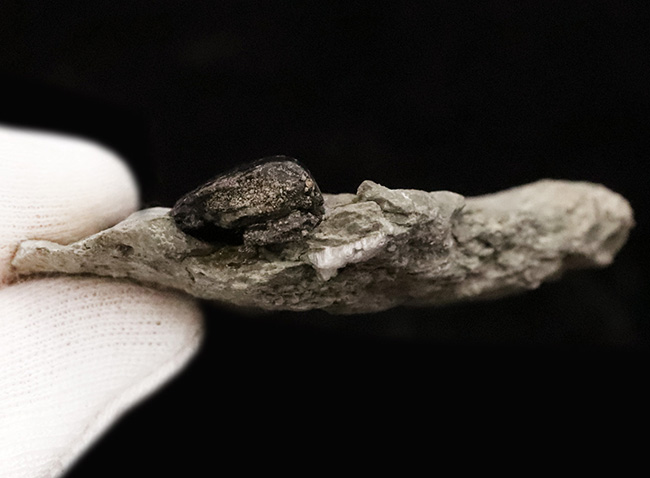獣脚類化石コレクターのマストアイテム！モリソンブラックをまとった、極めて美しい、アロサウルス・フラギリス（Allosaurus fragilis）の母岩付き歯化石（その6）