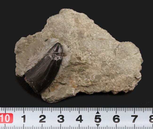 獣脚類化石コレクターのマストアイテム！モリソンブラックをまとった、極めて美しい、アロサウルス・フラギリス（Allosaurus fragilis）の母岩付き歯化石（その7）