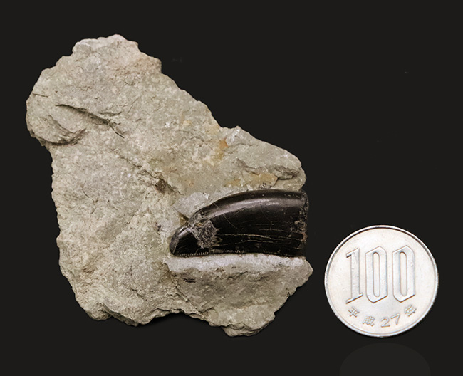 獣脚類化石コレクターのマストアイテム！モリソンブラックをまとった、極めて美しい、アロサウルス・フラギリス（Allosaurus fragilis）の母岩付き歯化石（その8）