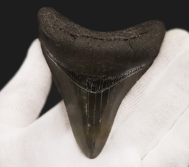 非常に美しいエナメル質を保つ　上質なメガロドン（Otodus megalodon）の歯化石（その2）