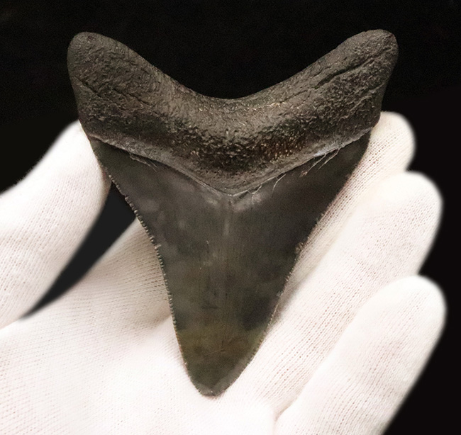 非常に美しいエナメル質を保つ　上質なメガロドン（Otodus megalodon）の歯化石（その3）