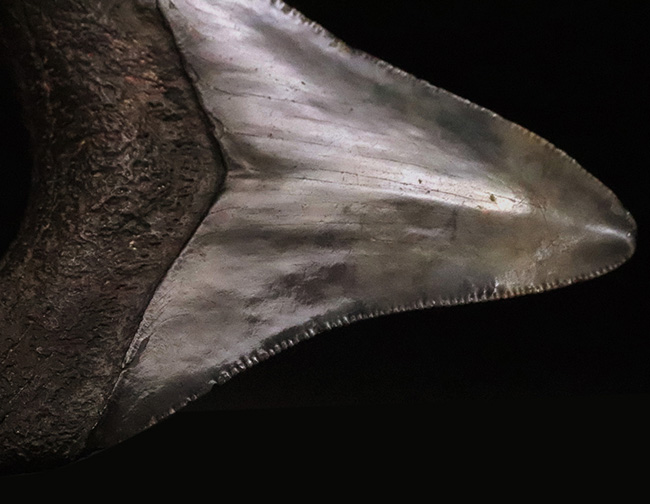 非常に美しいエナメル質を保つ　上質なメガロドン（Otodus megalodon）の歯化石（その5）