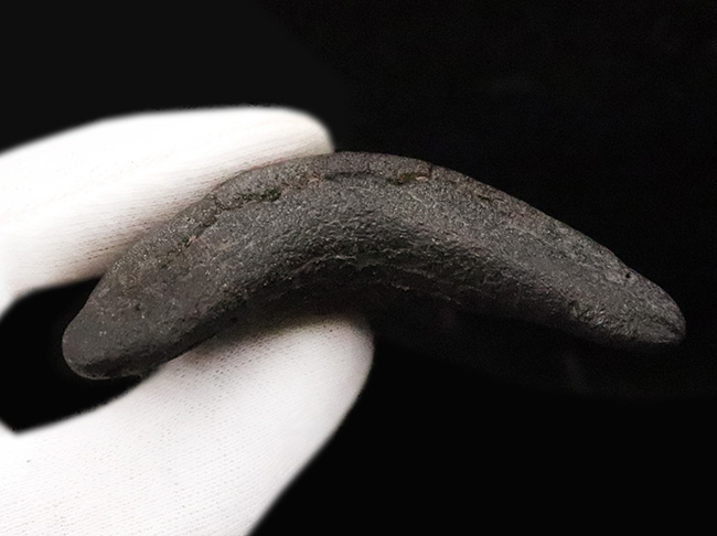 非常に美しいエナメル質を保つ　上質なメガロドン（Otodus megalodon）の歯化石（その6）