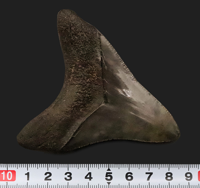 非常に美しいエナメル質を保つ　上質なメガロドン（Otodus megalodon）の歯化石（その7）