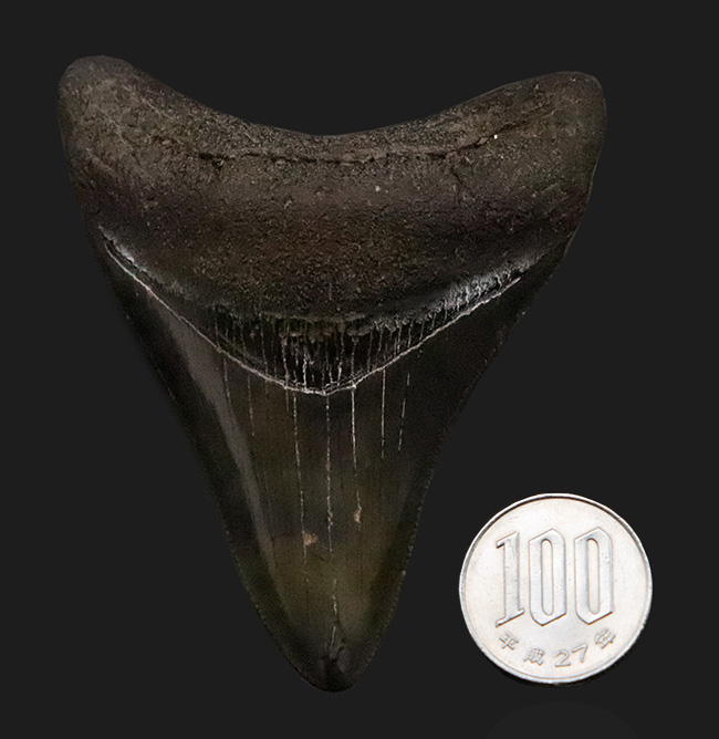 非常に美しいエナメル質を保つ　上質なメガロドン（Otodus megalodon）の歯化石（その8）
