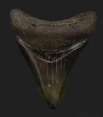 非常に美しいエナメル質を保つ　上質なメガロドン（Otodus megalodon）の歯化石