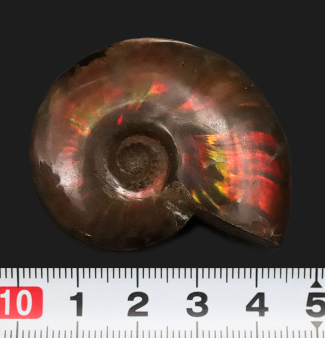 カナダ産　アンモナイト約601g  光を当てると綺麗な遊色 colorammo039-2.jpg
