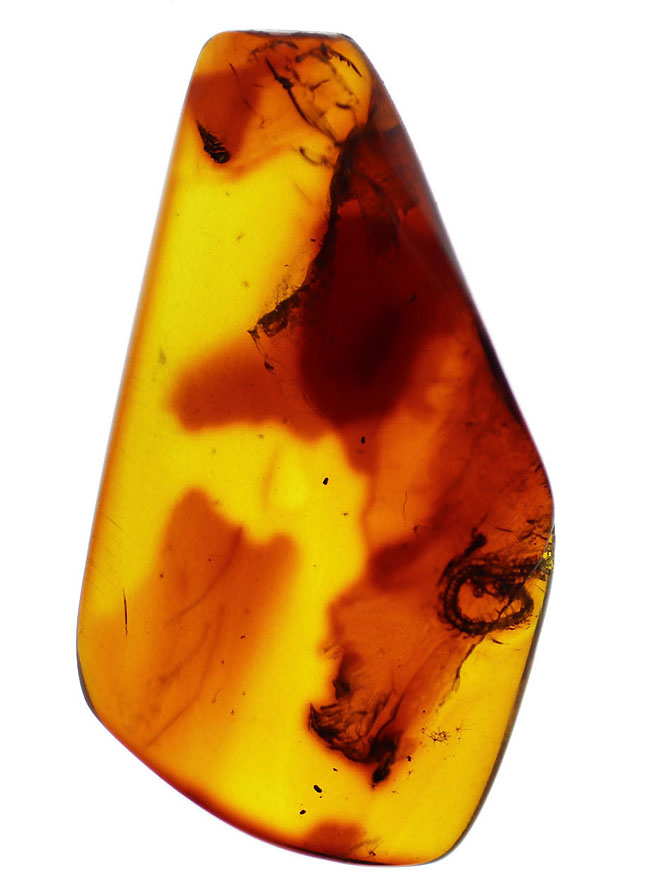 ベリーレア！希少なムカデが内包されたバルト海産の琥珀（Amber）（その2）