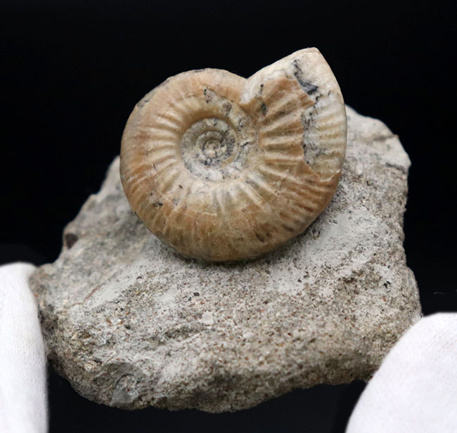 近年、マーケットから見られなくなりつつあるイングランド産のジュラ紀のアンモナイトの一つ、ケプレリテス（Kepplerites）の化石（その2）