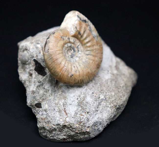 近年、マーケットから見られなくなりつつあるイングランド産のジュラ紀のアンモナイトの一つ、ケプレリテス（Kepplerites）の化石（その3）