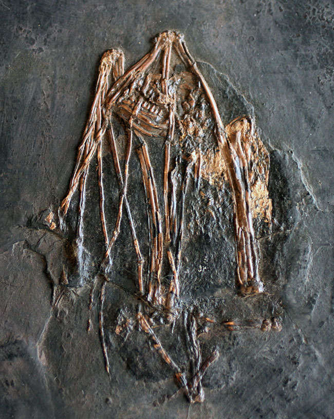 最も希少な化石コレクションの一つ、新たに入手できないオールドコレクション品。博物館級、およそ５０００万年前ドイツ・メッセルピット産のコウモリ（Palaeochiropteryx tupaiodon）の化石（その1）