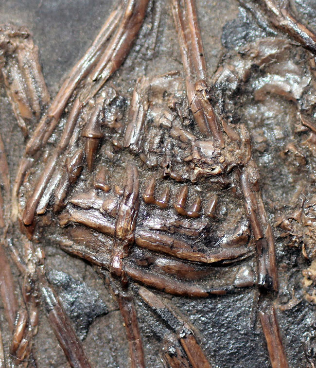 最も希少な化石コレクションの一つ、新たに入手できないオールドコレクション品。博物館級、およそ５０００万年前ドイツ・メッセルピット産のコウモリ（Palaeochiropteryx tupaiodon）の化石（その10）