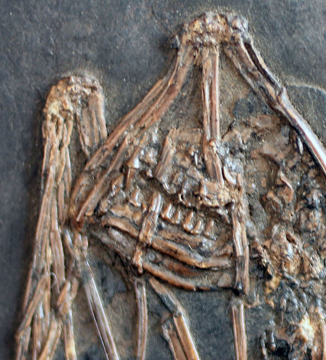 最も希少な化石コレクションの一つ、新たに入手できないオールドコレクション品。博物館級、およそ５０００万年前ドイツ・メッセルピット産のコウモリ（Palaeochiropteryx tupaiodon）の化石（その3）