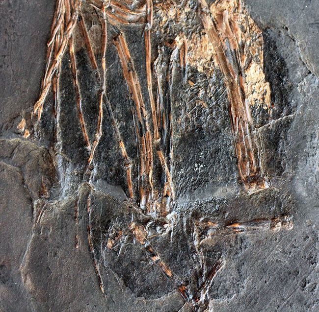 最も希少な化石コレクションの一つ、新たに入手できないオールドコレクション品。博物館級、およそ５０００万年前ドイツ・メッセルピット産のコウモリ（Palaeochiropteryx tupaiodon）の化石（その5）
