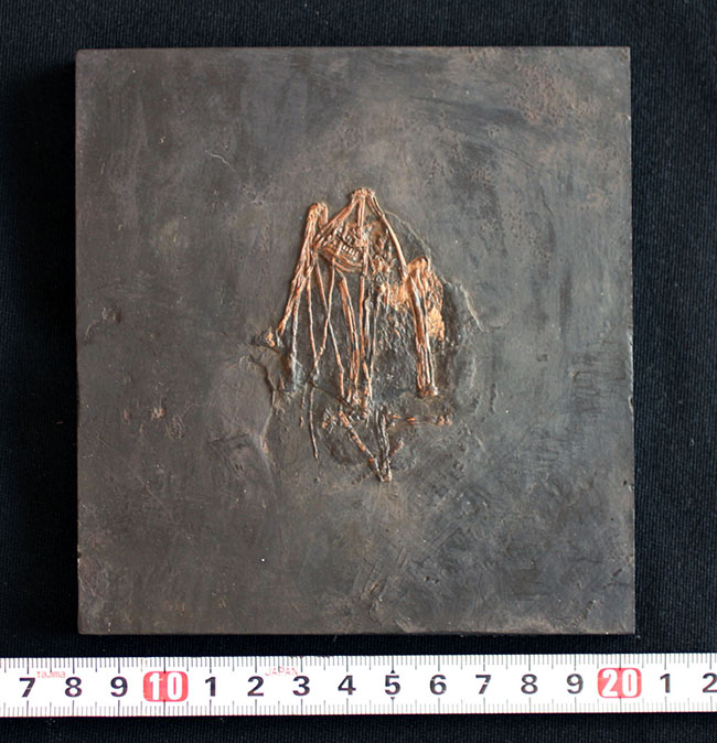 最も希少な化石コレクションの一つ、新たに入手できないオールド