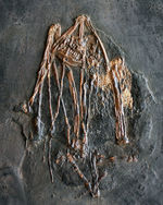 最も希少な化石コレクションの一つ、新たに入手できないオールドコレクション品。博物館級、およそ５０００万年前ドイツ・メッセルピット産のコウモリ（Palaeochiropteryx tupaiodon）の化石