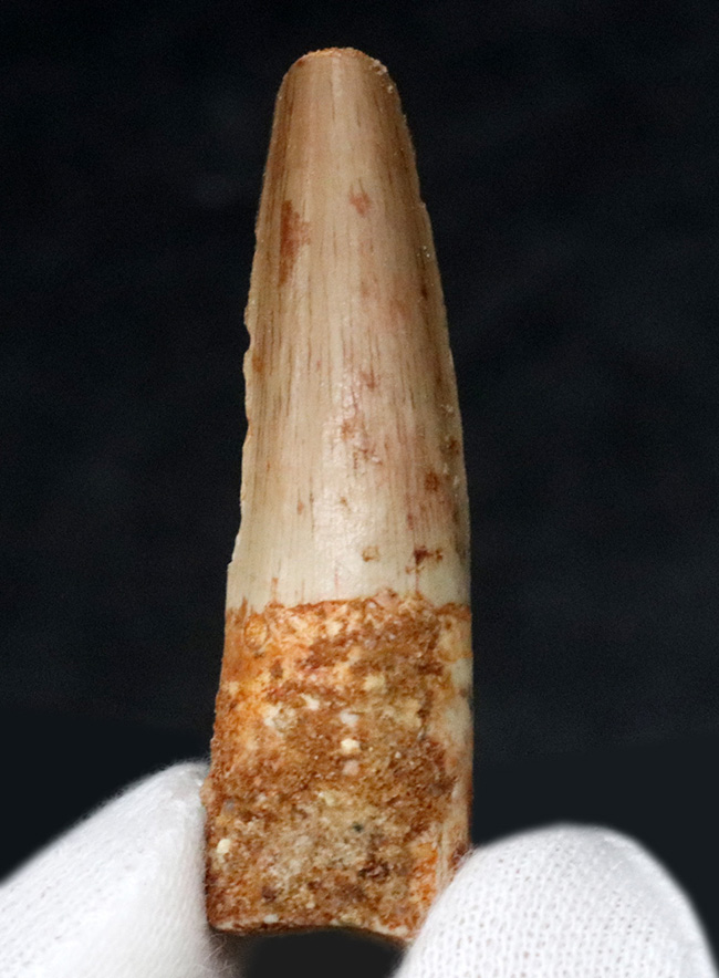 およそ1億年前の北アフリカの王者、スピノサウルス(Spinosaurus)の歯化石(その1)