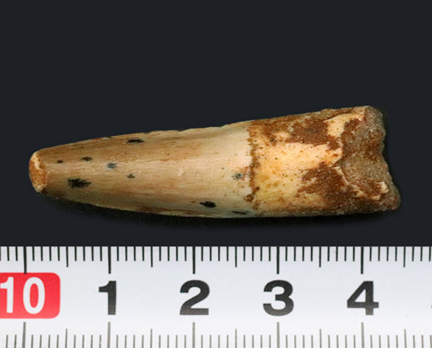 およそ1億年前の北アフリカの王者、スピノサウルス(Spinosaurus)の歯化石(その8)
